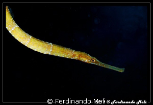 Seaweed's fish. by Ferdinando Meli 